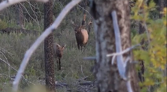Elk hunting with Ozonics
