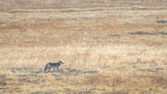 Coyote Hunting: The Key to Outsmarting a Predator