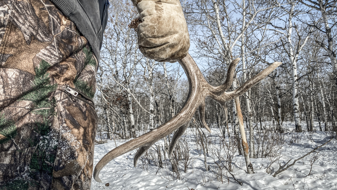 Why Whitetail Deer Are Dropping Antlers Earlier Than Ever