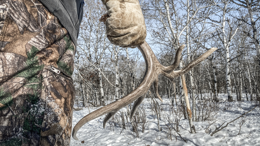 Why Whitetail Deer Are Dropping Antlers Earlier Than Ever
