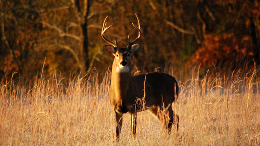 How Does Wind Direction Affect Deer Movement?