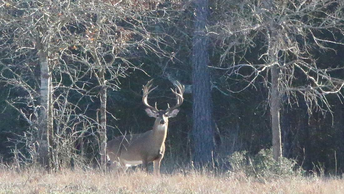 How Far Can a Deer Smell a Human?