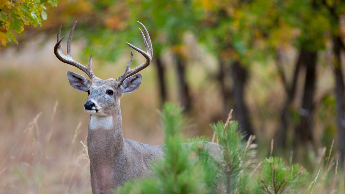 Understanding A Deer's Nose