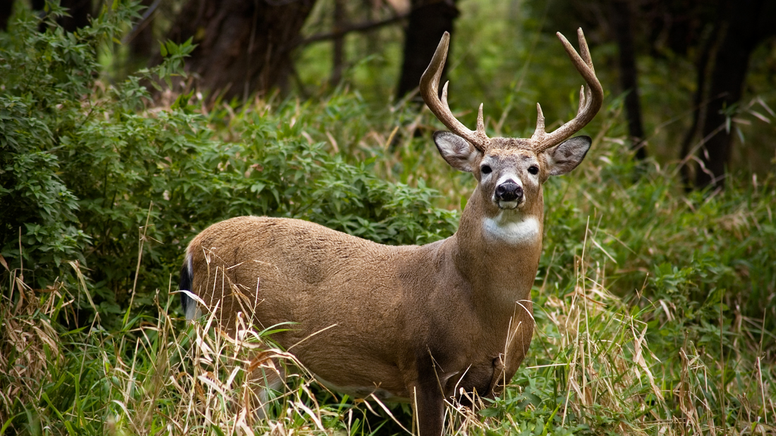 Can a Deer Measure Distance with Its Nose?