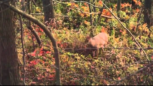 Bruce Ripka on Ozonics