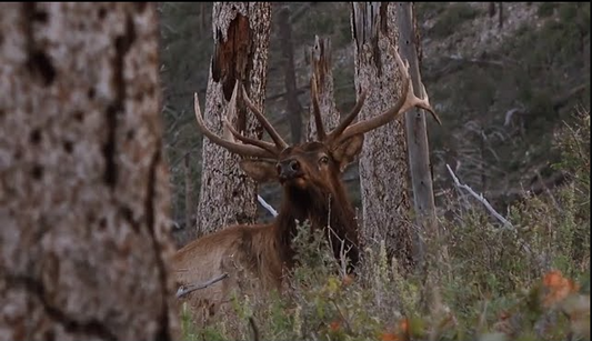 How might animals respond when hunting with Ozonics