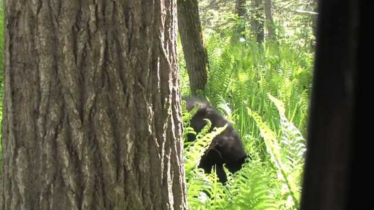 Rex Summerfield Bear Hunt Using Ozonics