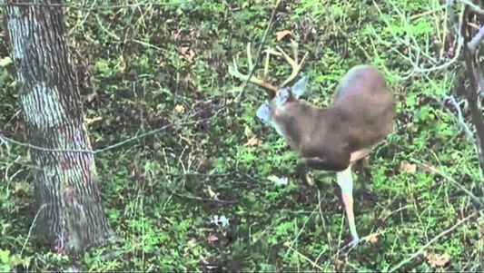 Dan Johnson on Ozonics